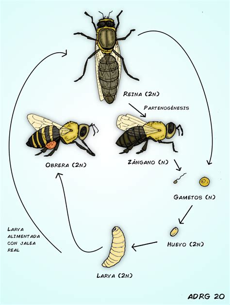 la vida de las abejas